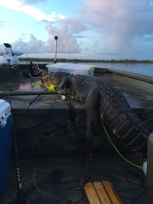 alligator bow hunt